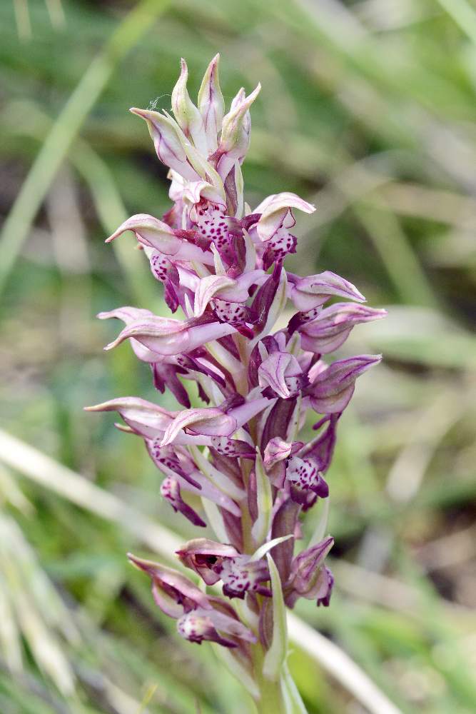 Anacamptis o Orchis coriophora